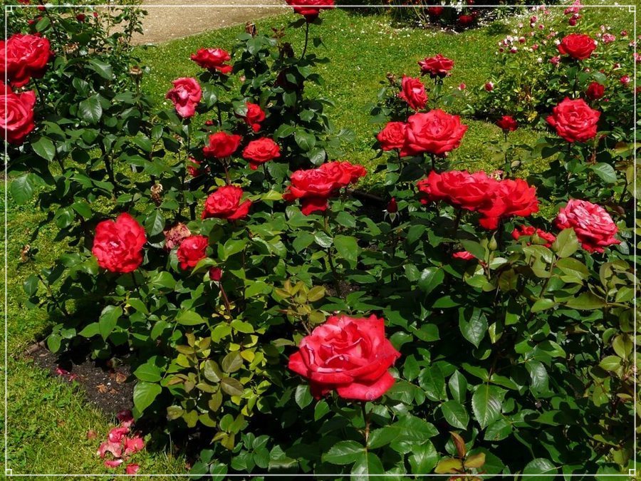 Grande Amore róże wielkokwiatowe